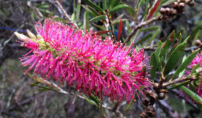 Critically endangered Megalong Valley bottlebrush, Blue Mountains. Photo: Steven Douglas/OEH