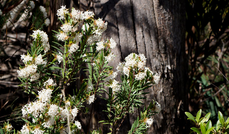 Pimelea wildlfower in the Blue Mountains. Photo: Steve Alton