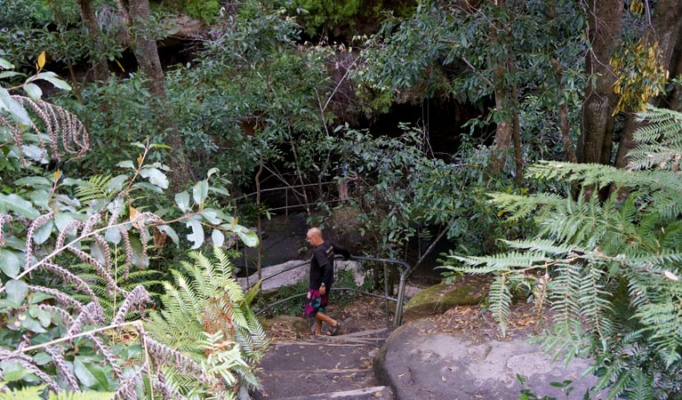 Fern Bower Circuit in the Blue Mountains. Photo: Steve Alton