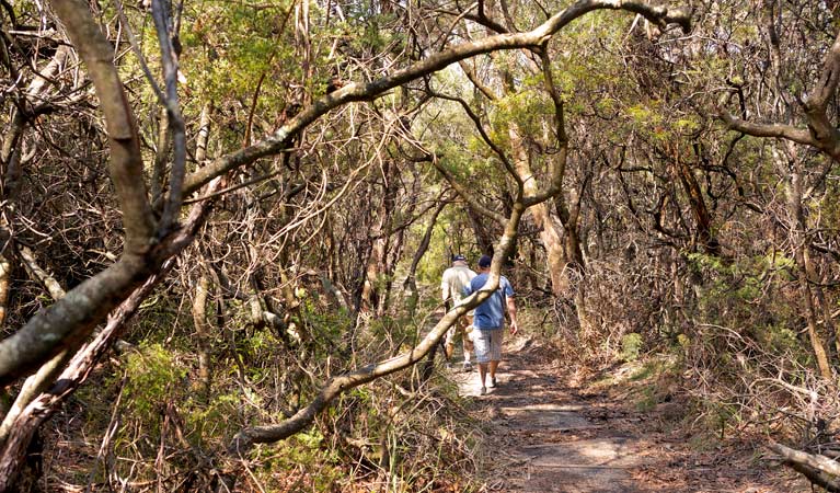 Lyrebird Dell walking track, Blue Mountains National Park. Photo: Steve Alton/NSW Government