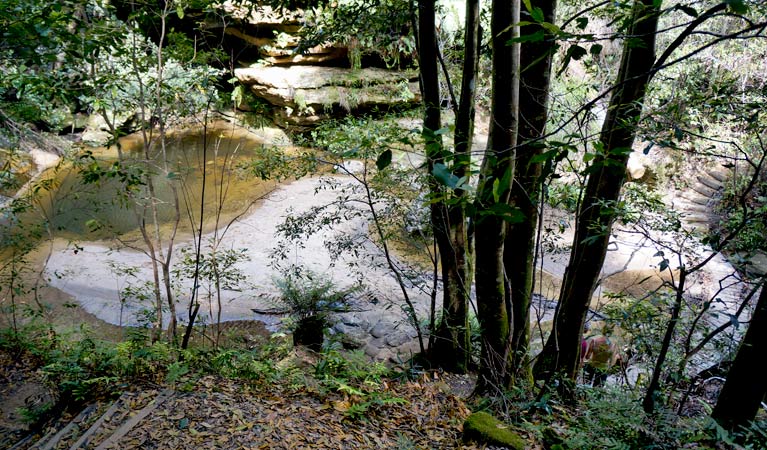 Lyrebird Dell walking track, Blue Mountains National Park. Photo: Steve Alton &copy; OEH