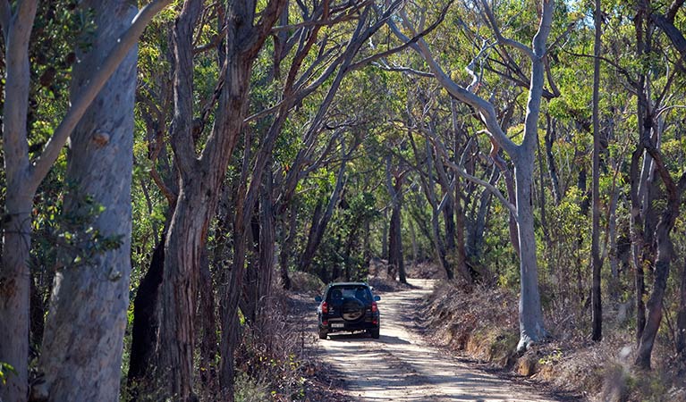A 4WD travels along the Wentworth Falls to McMahons Point touring route in Blue Mountains National Park. Photo: Nick Cubbin/OEH