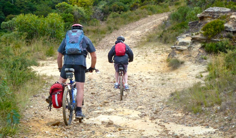 Narrow Neck Fire Trail, Blue Mountains National Park. Photo: Aine Gliddon/NSW Government