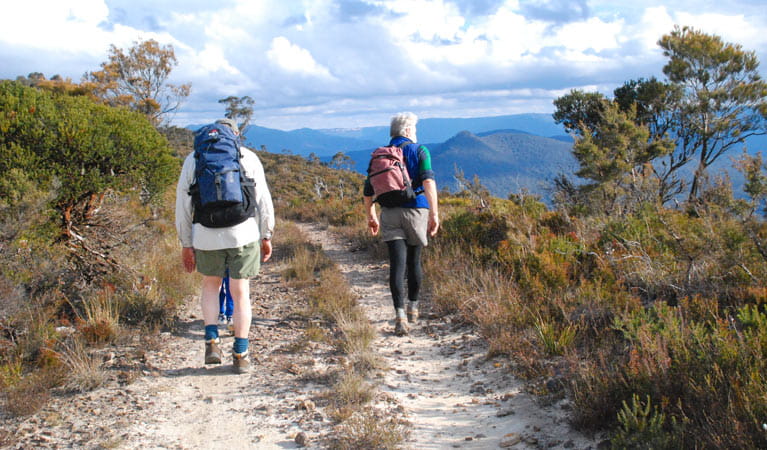 Narrow Neck Fire Trail, Blue Mountains National Park. Photo: Aine Gliddon/NSW Government