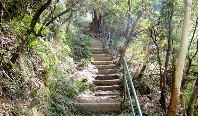 Nature track, Blue Mountains National Park. Photo: Steve Alton &copy; OEH