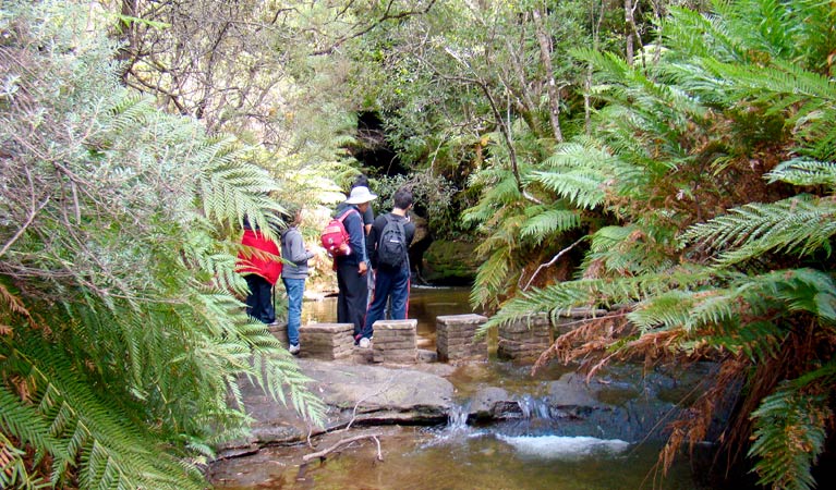 Nature track, Blue Mountains National Park. Photo: Steve Alton &copy; OEH