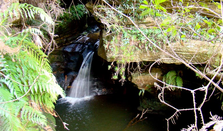 Nature track, Blue Mountains National Park. Photo: Steve Alton &copy; OEH