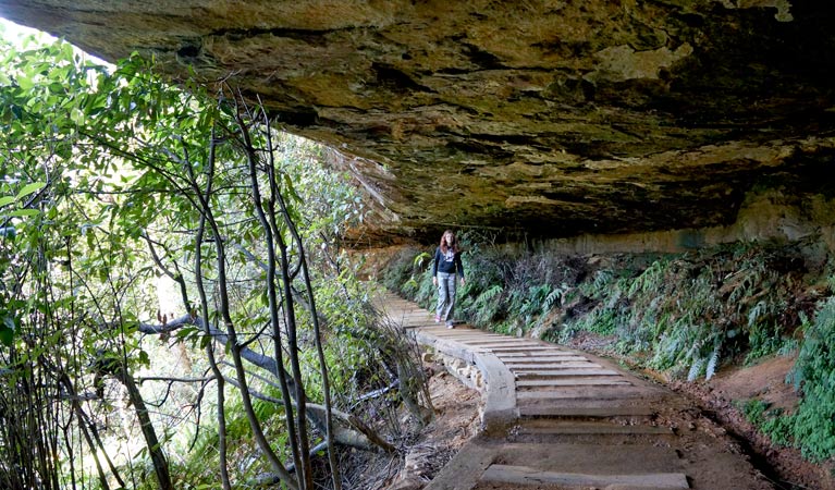 Undercliff-Overcliff circuit, Blue Mountains National Park. Photo: Steve Alton