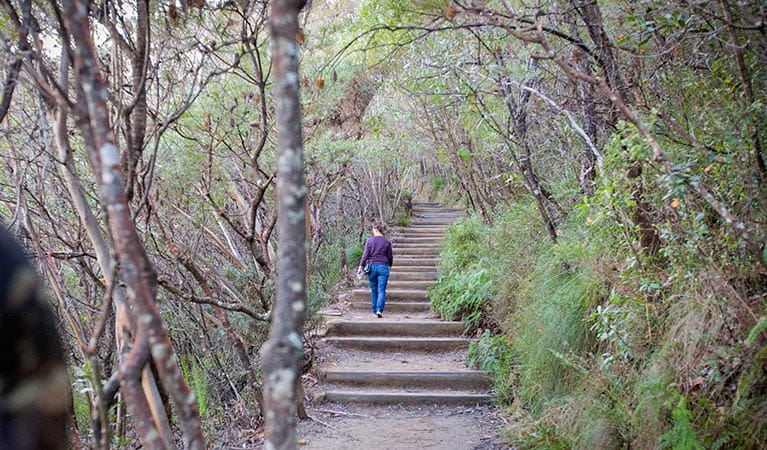 Princes Rock walking track, Blue Mountains National Park. Photo: Nick Cubbin/OEH