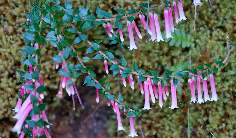 Epacris Redinata, Round Walking Track, Blue Mountains National Park. Photo: Steve Alton &copy; OEH