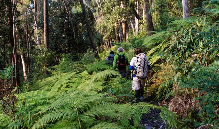 Ruined Castle walking track valley, Blue Mountains National Park. Photo: Jeff Woods