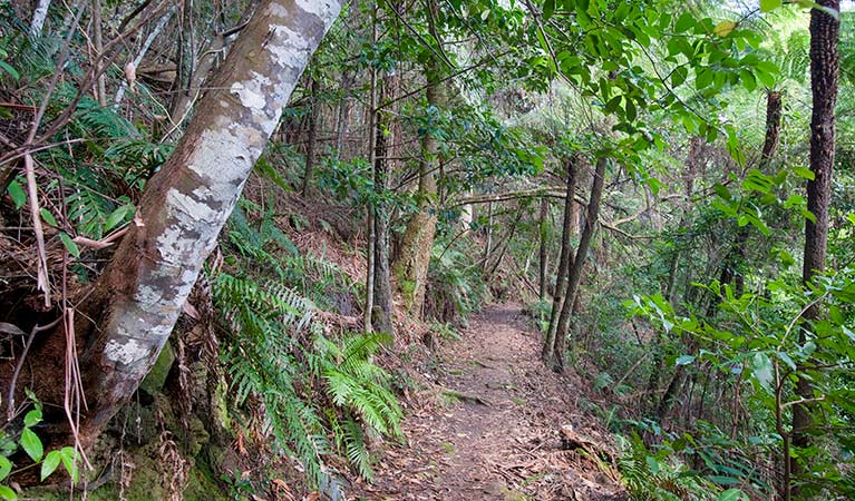 Ruined Castle walking track, Blue Mountain National Park. Photo: Nick Cubbin &copy; OEH