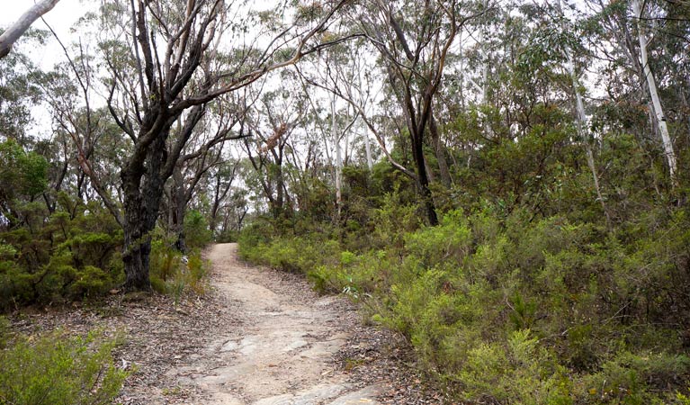 Six Foot Track, Blue Mountains National Park. Photo: Steve Alton &copy; OEH