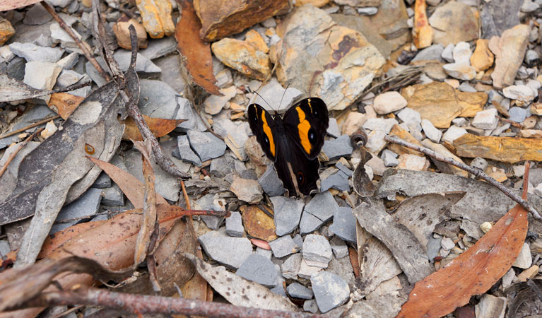 Six Foot Track, Blue Mountains National Park. Photo: Steve Alton &copy; OEH