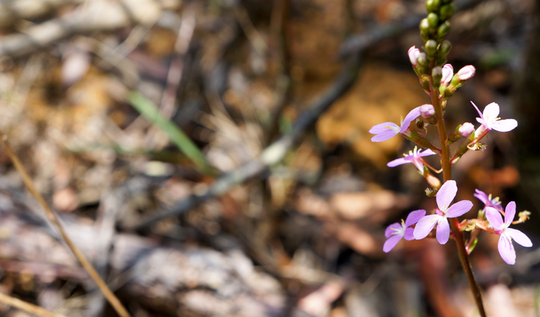 Six Foot Track, Blue Mountains National Park. Photo: Steve Alton &copy; OEH