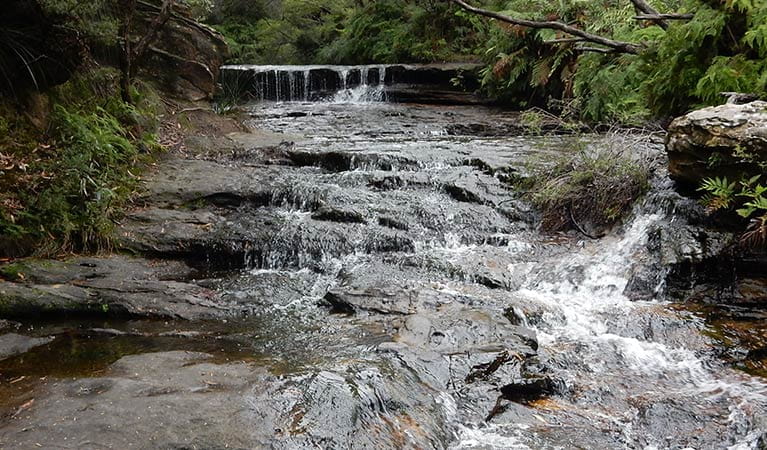 Cascading waters of Jamison Creek, near Wentworth Falls, in Blue Mountains National Park. Photo: Arthur Henry &copy; OEH