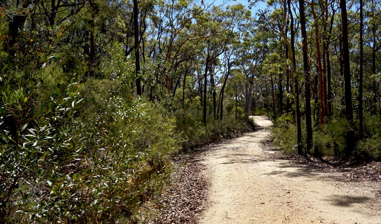 Wentworth Falls to Murphys Glen via Ingar campground, Blue Mountains National Park. photo: Steve Alton/NSW Government