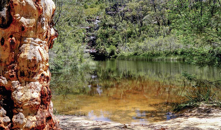 Scribbly gum tree at Ingar waterhole, Wentworth Falls to Woodford trail, Blue Mountains National Park. Photo: Stephen Alton/OEH