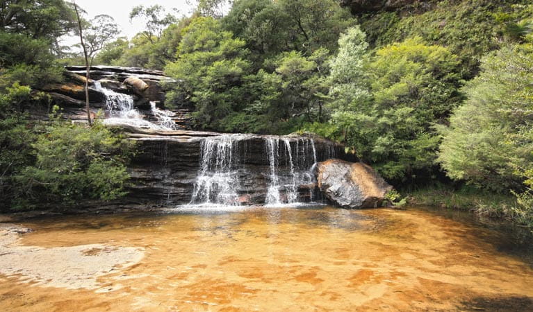 Wentworth Falls waterfall, Blue Mountains National Park. Photo: Elinor Sheargold &copy; OEH