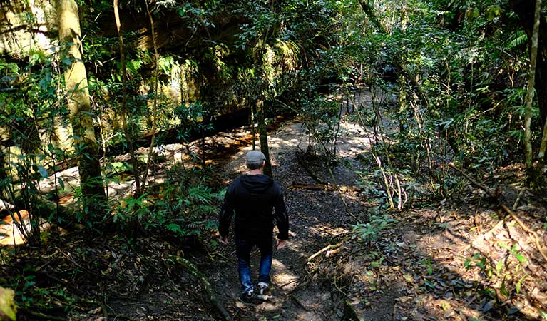 A man walks into a rainforest gully at Bulcamatta Falls, Blue Mountains National Park. Photo: E Sheargold/OEH