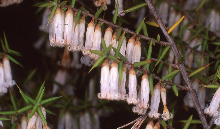 Rare Fletchers beard heath in flower, Blue Mountains National Park. Photo: Barry Collier/OEH