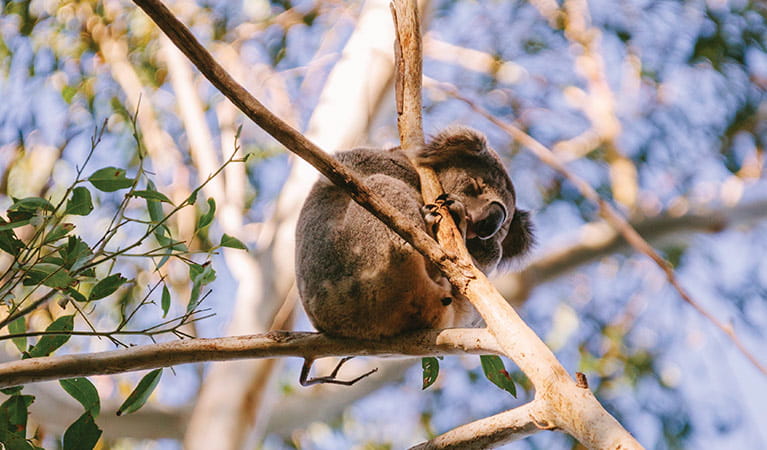 A koala in the fork of a eucalypt tree. Photo: David Finnegan/OEH