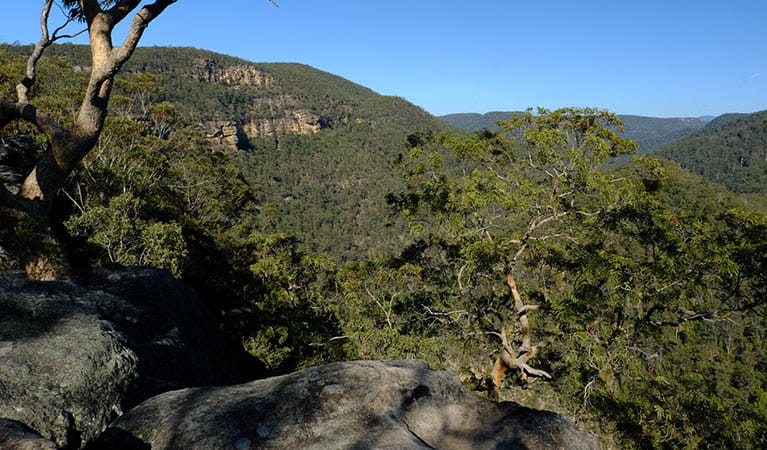 Views of lower Grose Valley gorge from Vale of Avoca lookout, Blue Mountains National Park. Photo: Elinor Sheargold/OEH