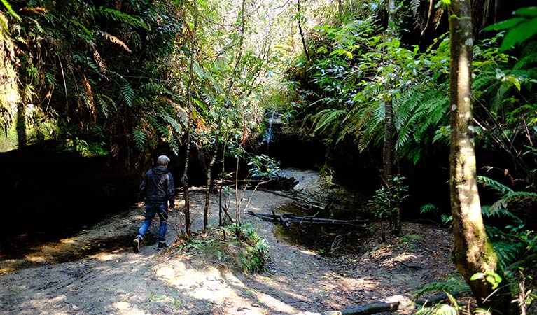 Rainforest gully at Bulcamatta Falls, Blue Mountains National Park. Photo: E Sheargold/OEH