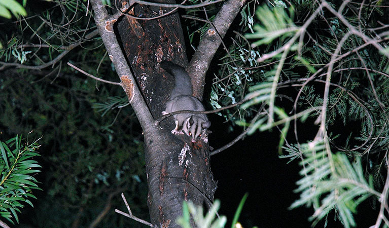 Squirrel glider, Greater Blue Mountains World Heritage Area. Photo: Jeff Betteridge/OEH.