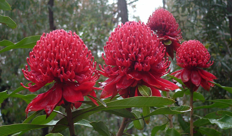 Waratahs in bloom, Blue Mountains National Park. Photo: Barry Collier/OEH