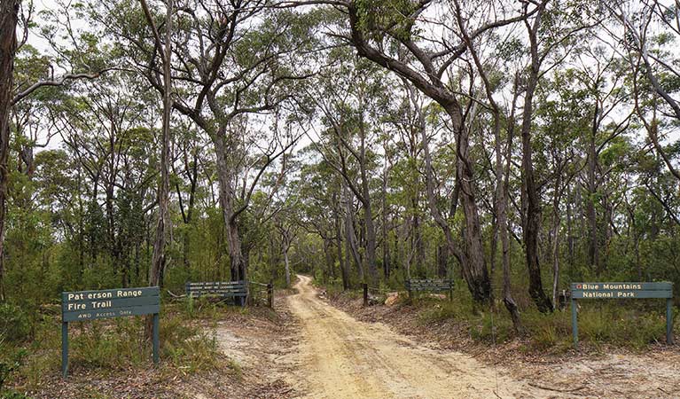 Paterson Range fire trail, Blue Mountains National Park. Photo: Steve Alton/OEH