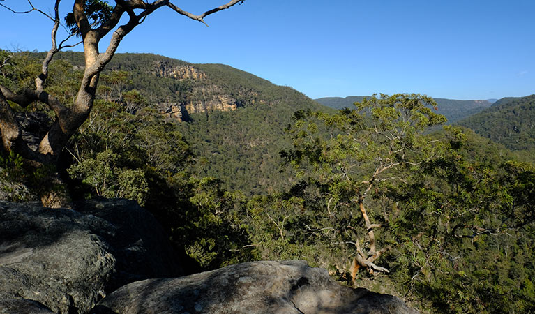 Views of lower Grose Valley gorge from Vale of Avoca lookout, Blue Mountains National Park. Photo: Elinor Sheargold/OEH