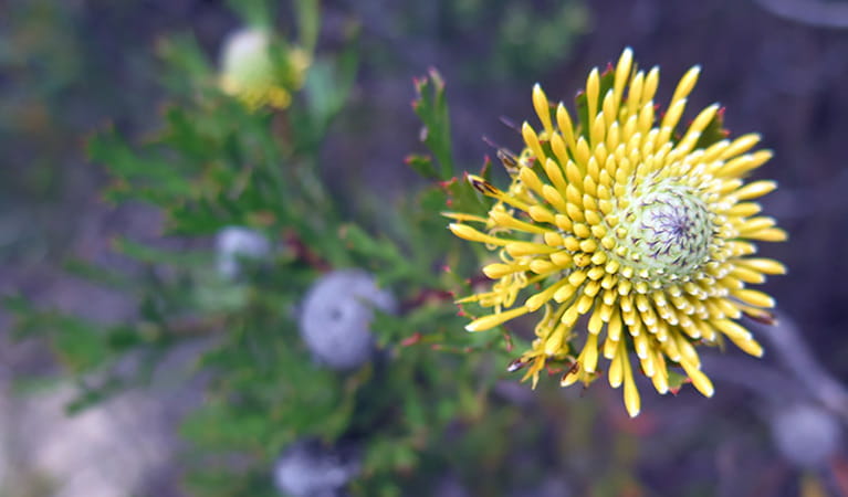Yellow flower of the drumstick shrub, Mount Banks summit walk, Blue Mountains National Park. Photo: E Sheargold/OEH.