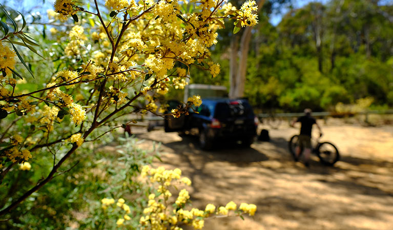 Wattle at Mount Banks picnic area carpark, Blue Mountains National Park. Photo: E Sheargold/OEH.