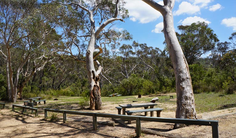 Mount Banks picnic area, Blue Mountains National Park. Photo: Steve Alton &copy; OEH