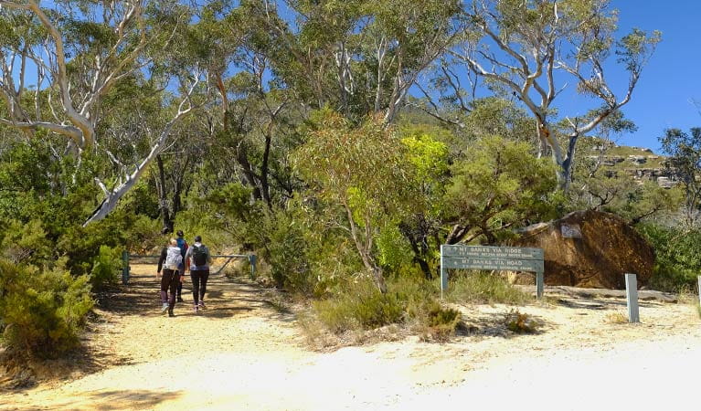 Walkers on Mount Banks Road trail, Blue Mountains National Park. Photo: Elinor Sheargold &copy; OEH