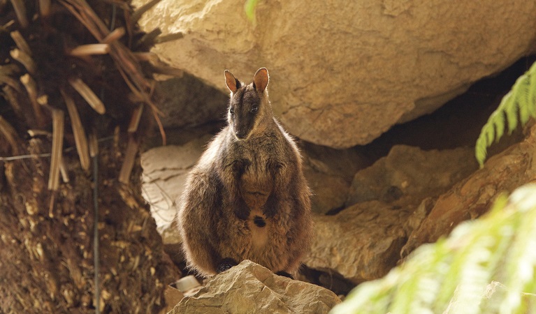 Rock wallaby. Blue Mountains National Park. Photo: Rosie Nicolai &copy; Rosie Nicolai