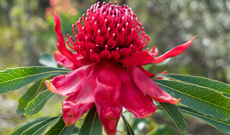Close up photo of a waratah flower, Blue Mountains National Park. Photo: Simone Cottrell/OEH.