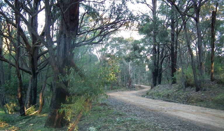 4WD Oberon Colong historic stock route, Blue Mountains National Park. Photo: D Campbell
