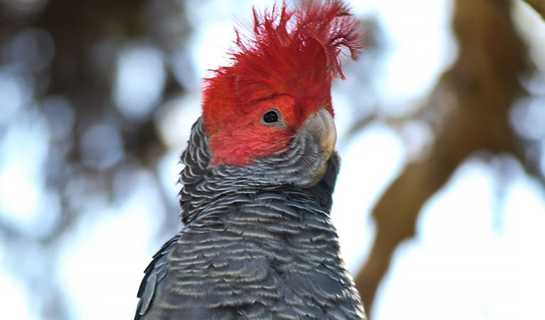A male gang-gang cockatoo, Blue Mountains National Park. Photo: Lachlan Copeland/OEH