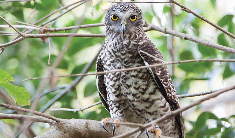 Powerful owl, Australia's largest forest owl. Photo: Rosie Nicolai/OEH