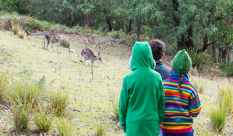 Children look at kangaroos at Dunphys campground, Blue Mountains National Park. Photo: Simone Cottrell/OEH.
