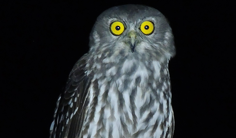 A male barking owl, vulnerbale species. Photo: Lachlan Copeland/OEH