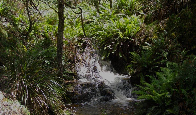 Ruby Creek tumbles down rocks amongst sun-dappled ferns in Blue Mountains National Park, near Oberon. Photo: Jules Bros &copy; OEH