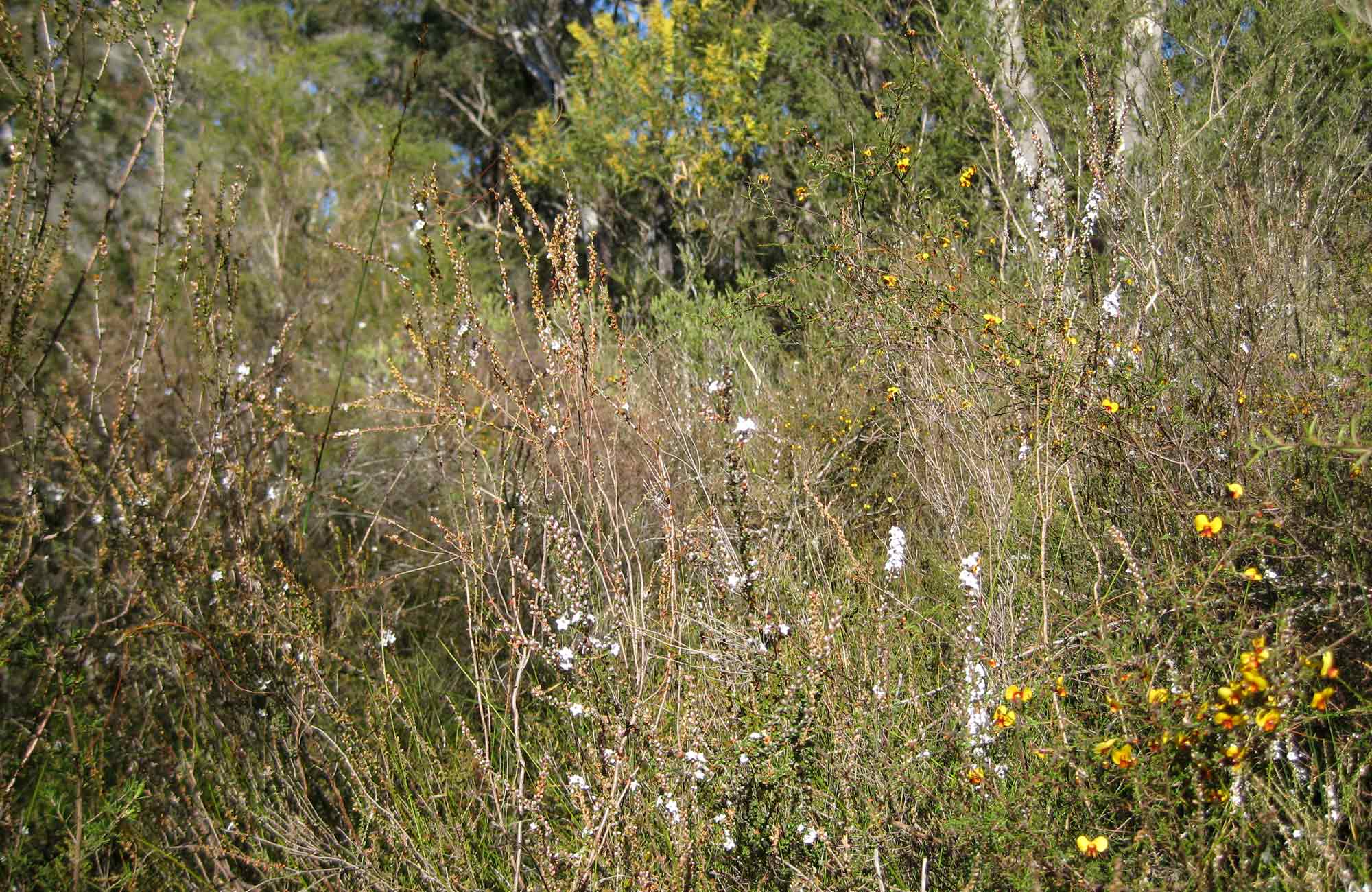 Falcon Crescent plantlife, Bomaderry Creek Regional Park