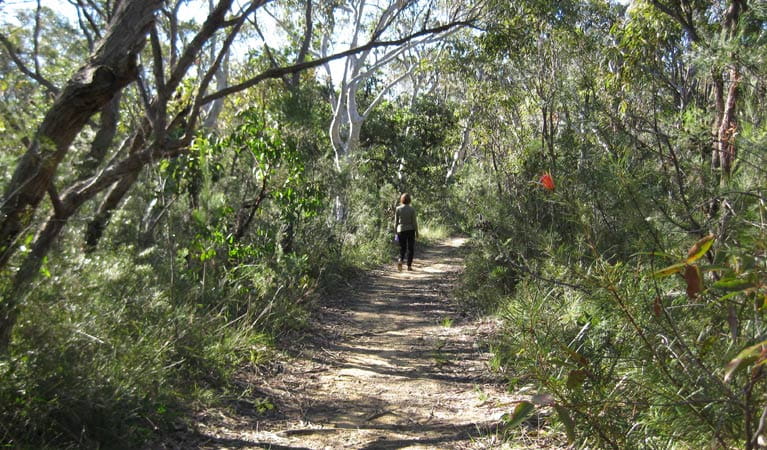 Falcon Crescent trail, Bombaderry Creek Regional Park