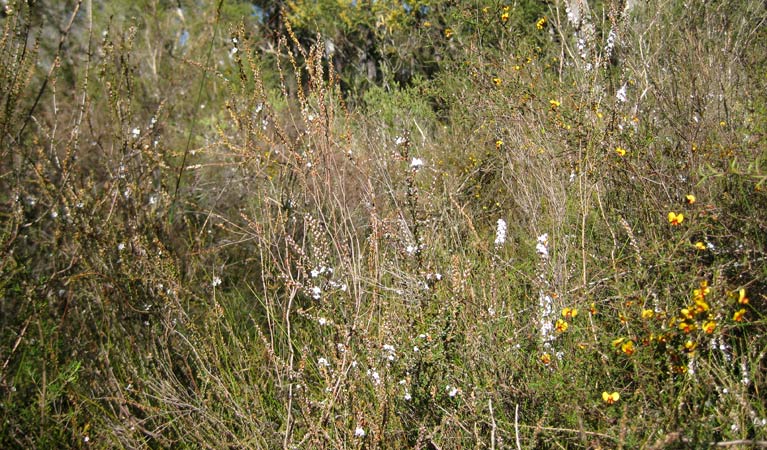 Falcon Crescent plantlife, Bomaderry Creek National Park