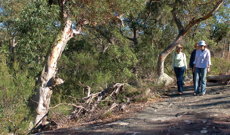 Sunny walking track, Bomaderry Creek Regional Park