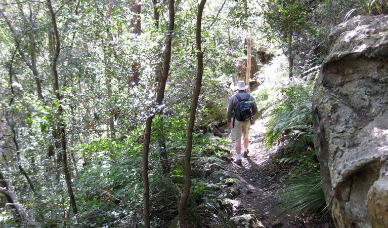 She Oak uphill walk, Bomaderry Creek Regional Park