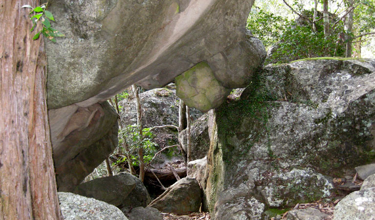 She Oak formations, Bomaderry Creek Regional Park